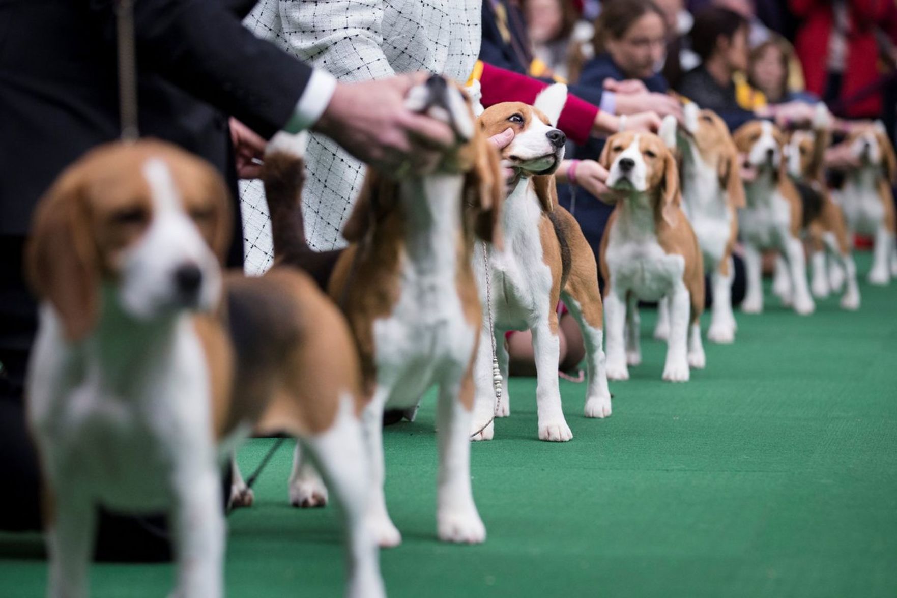 Heart of Illinois Dog Show Cluster (May 25 - 28)